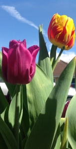 flowers1
