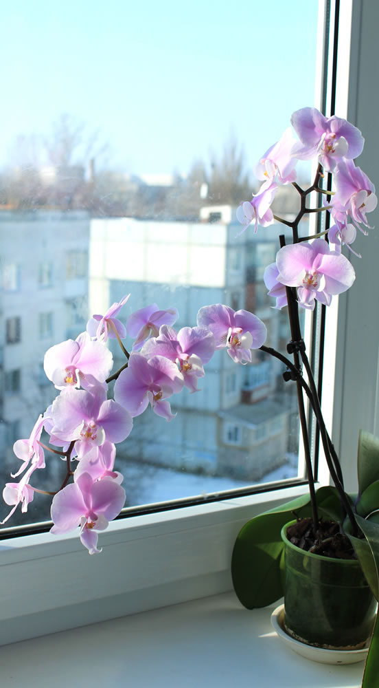 orchid-tall