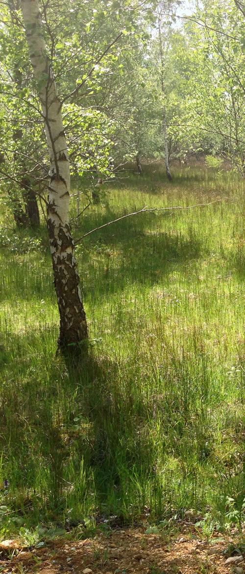 woodland1